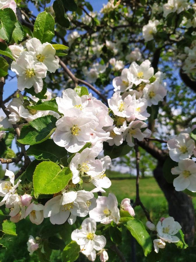 Polny Zakatek - Pokoje Goscinne Rybnica Dış mekan fotoğraf